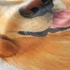 Retrato artístico de un perro Golden Retriever con pelaje dorado, lengua rosa y firma en la esquina. sutex blanket detail